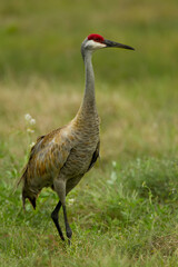 Sandhill Crane adult taken in SW Florida in the wild