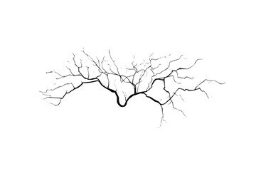 A black and white illustration of a tree branch with many thin branches extending outwards and upwards