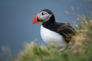 atlantic puffin or common puffin, taken in north western Iceland at the cliffs of Latrabjarg.