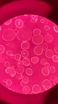 Microscopic view of round pink objects