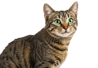 Fototapeta premium Playful tabby cat portrait studio setting animal feline features. Cut out png