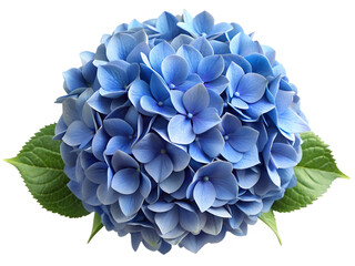 Beautiful blue hydrangea flower isolated on transparent background, close up view