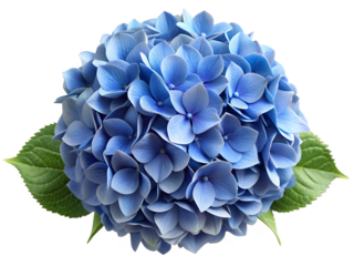 Beautiful blue hydrangea flower isolated on transparent background, close up view