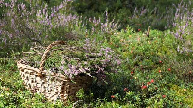 Pink wild heather in a basket in a forest.