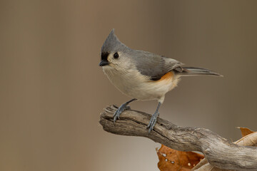 Tufted Titmouse taken in western Wisconsin