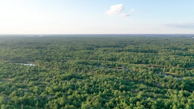 Aerial view of a vast green forest landscape on a sunny summer day