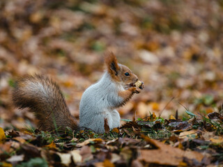 Autumn Forager: A Curious Squirrel Enjoying a Nut in a Serene Forest Setting - A Whimsical Scene...