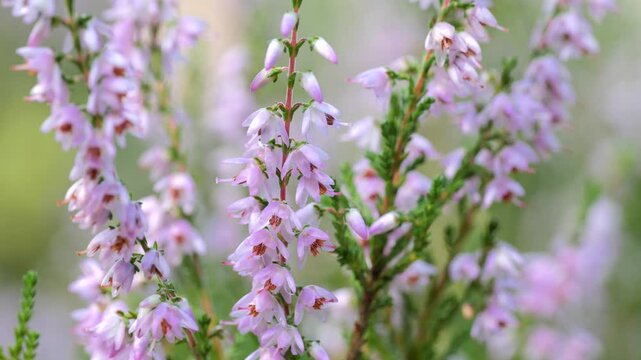 Close up of pink heather in a summer forest