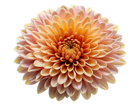 Beautiful orange and yellow chrysanthemum flower isolated on transparent background