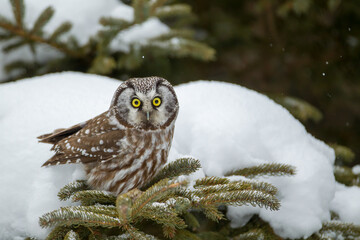 Boreal Owl taken in northern MN