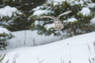 Boreal Owl taken in northern MN