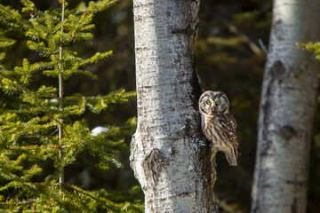 Boreal Owl taken in northern MN