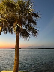 palm trees at sunset