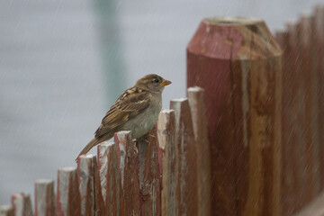 Sparrow Perched on Weathered Fence in Rain
