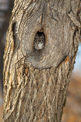 Obraz premium Eastern Screech-owl taken in southern MN
