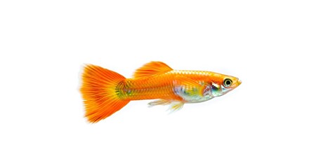 Bright orange guppy fish with fan tail isolated on white background