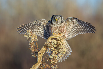 Northern Hawk Owl taken in nortthern MN © Stan
