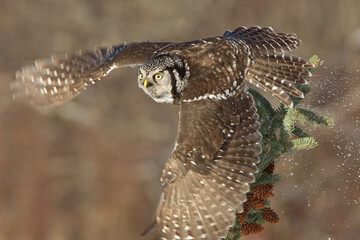 Northern Hawk Owl taken in nortthern MN