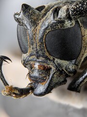 Extreme macro shot captures the intricate details of a longhorn beetle's head, showcasing its...