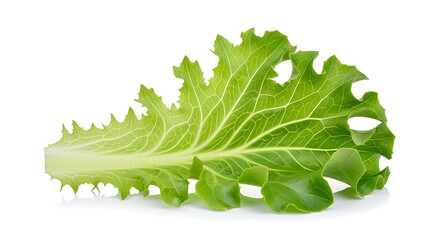 Fresh green lettuce leaf with jagged edges on white background