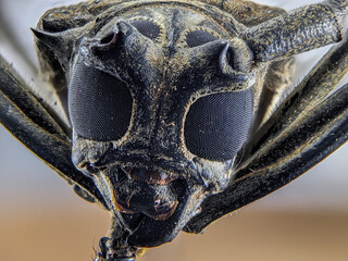 An extreme macro shot showcases the intricate, textured details of a longhorn beetle's head, highlighting its large eyes and antennae in sharp focus.