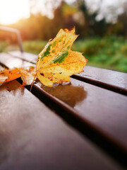 A few yellow fallen leaf on a wet brown bench in a park. Selective focus. Fall or autumn season concept. Calm and relaxed vibe and mood. Nobody. Warm sun flare.