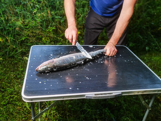 Man de scale fresh salmon on folding camping table, green grass background. Fish cooking on a trip to nature. Fishmonger at work. Cleaning fish properly for better quality.