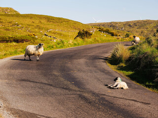 Wool sheep on a road. Cute animal look calm and like they own the place. Warm sunny day with blue sky. Connemara, Ireland. Common rural scene. Agriculture and farming.