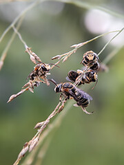 Several small, striped solitary bees are seen resting peacefully on a dried grass stalk in a natural, soft-focus outdoor environment.