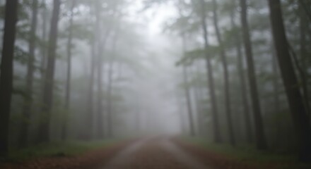Fototapeta premium Misty Forest Path A Serene Journey Through the Woods