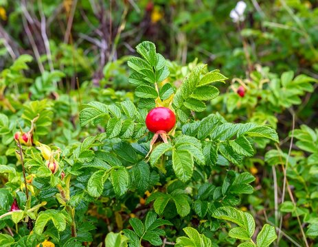 Close-up of a rose hip bush with red berries