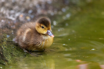 Tiny duckling is about to walk into a pond
