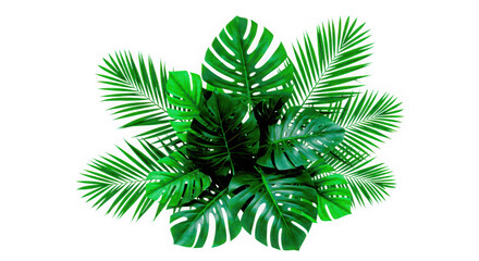 A lush arrangement of tropical monstera and palm leaves isolated on transparent background