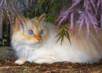 Birman cat with wide open blue eyes sits under a red Japanese Maple tree