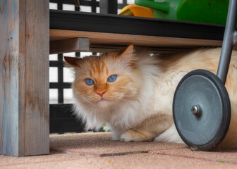 Birman cat hides under a wooden rack on a porch