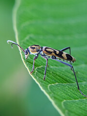 A strikingly patterned longhorn beetle with intricate black and yellow markings meticulously...