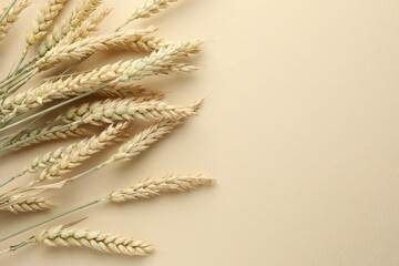 Many wheat spikes on beige background, flat lay. Space for text