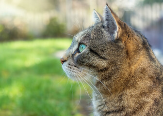 Wide-eyed profile picture of a beautiful tabby cat