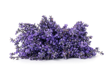 Many beautiful lavender flowers isolated on white