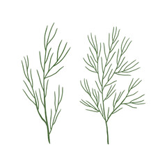 A set of thin, grass-like plant branches for green design. Handmade illustrations, watercolors, and pastels. Highlighted on a white background. For print design