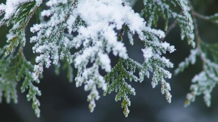 Close-up of Frozen Coniferous Tree Branches Covered in Sparkling White Hoarfrost and Snow, Capturing Winter Nature Beauty - Powered by Adobe
