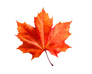 Obraz premium maple leaf isolated on transparent background
