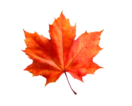 maple leaf isolated on transparent background - Powered by Adobe