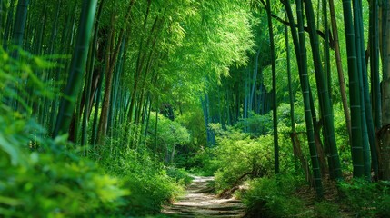 Obraz premium Serene Green Bamboo Forest Path Winding Through Lush Foliage isolated on a transparent background