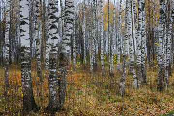 Autumn Birch Forest: A Serene Landscape of White-Barked Trees with Muted Fall Colors and a Ground...