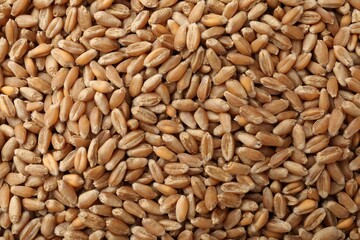 Raw wheat grains as background, top view