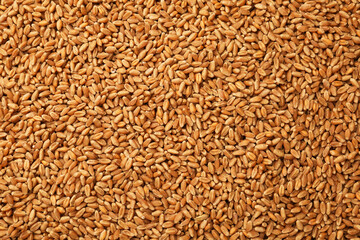 Raw wheat grains as background, top view