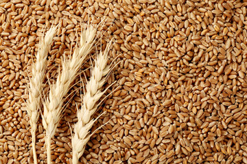 Wheat grains and spikes as background, top view