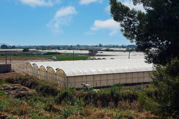 Agricultural field with large white plastic greenhouses in the foreground, surrounded by a rural...