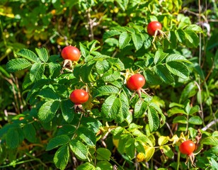 Close-up of vibrant rose hips on a bush